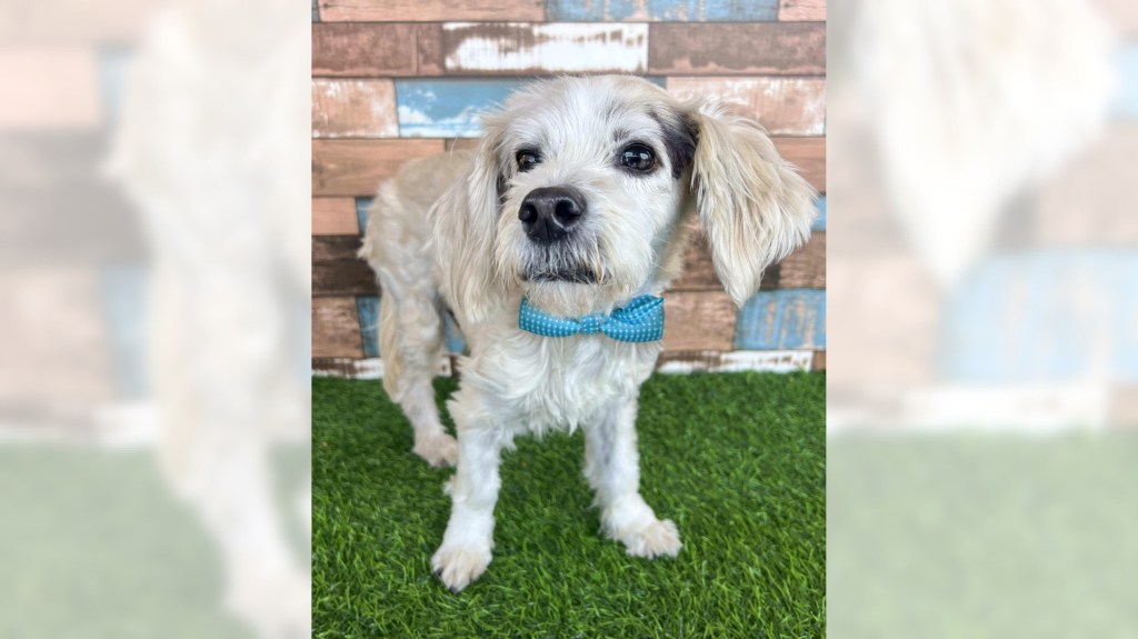 Quiet Maltese mix Alfie is a gentle soul – Orange County Register