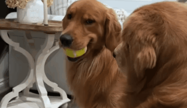 Mon chien quand il a piqué un de mes jouets qui traîne