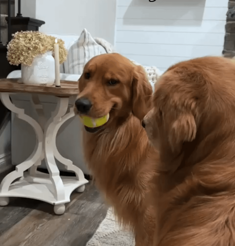 Mon chien quand il a piqué un de mes jouets qui traîne