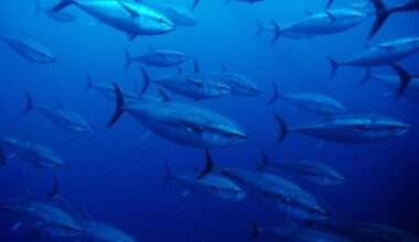 Ocean acidification boundary crossed | Dialogue Earth
