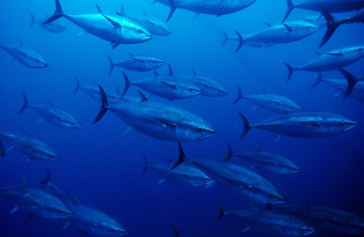 Ocean acidification boundary crossed | Dialogue Earth