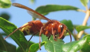 Dangerous insect returns to Croatia after 50 years