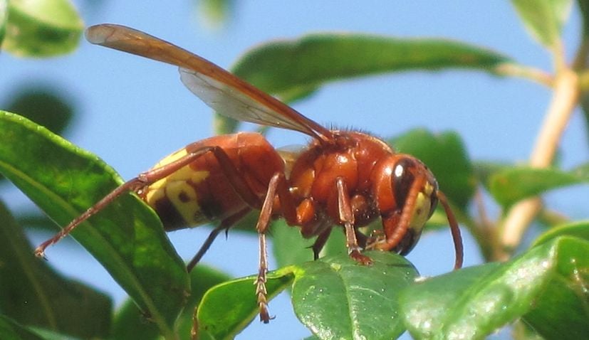 Oriental hornet croatia