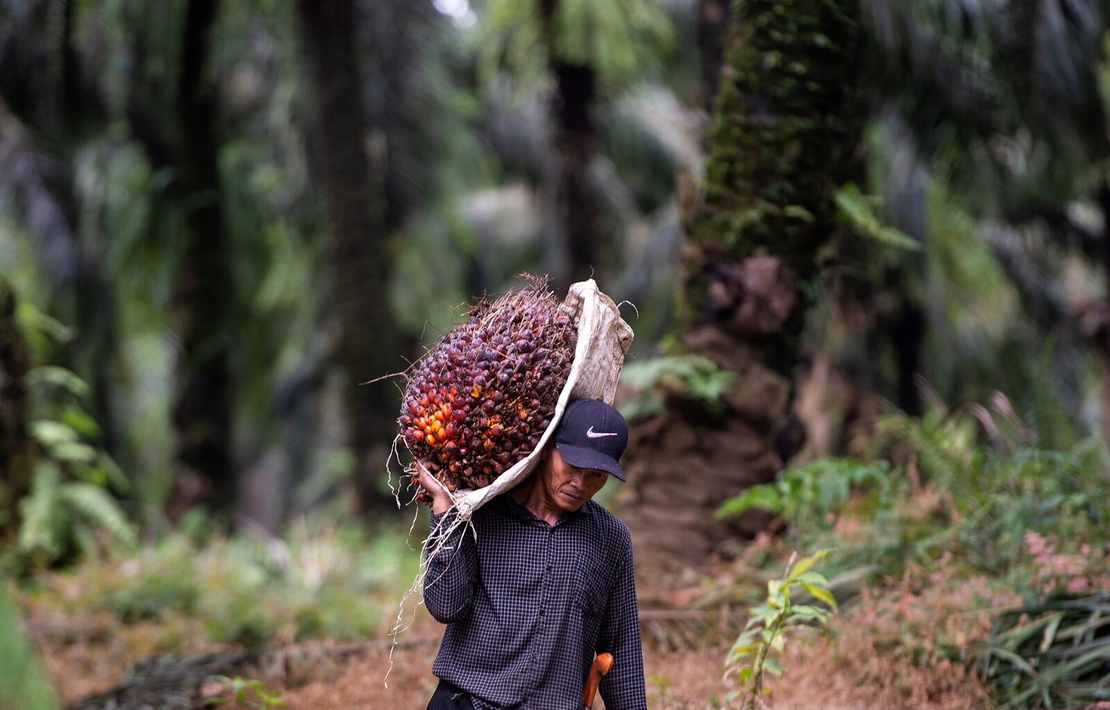 Indonesia’s biodiesel push | Lowy Institute