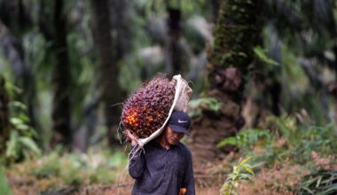 Indonesia’s biodiesel push | Lowy Institute