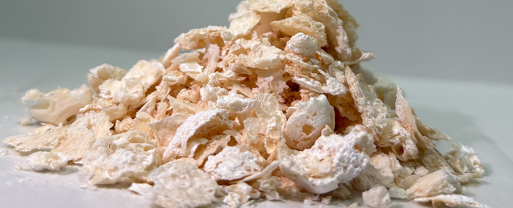 Bacteria-Made Material Could Replace Petroleum in Biodegradable Plastic : ScienceAlert