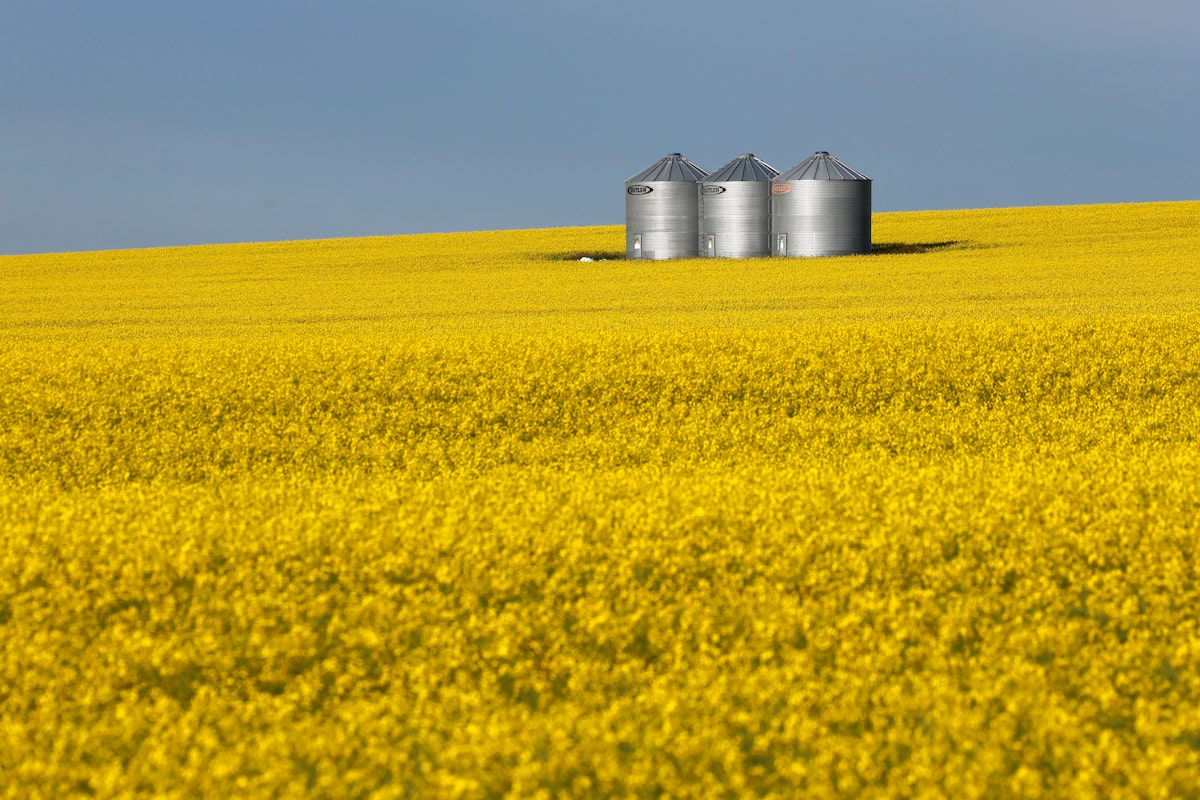 Canada’s canola industry seeks U.S. biofuel policy exemption amid pressure from China tariffs
