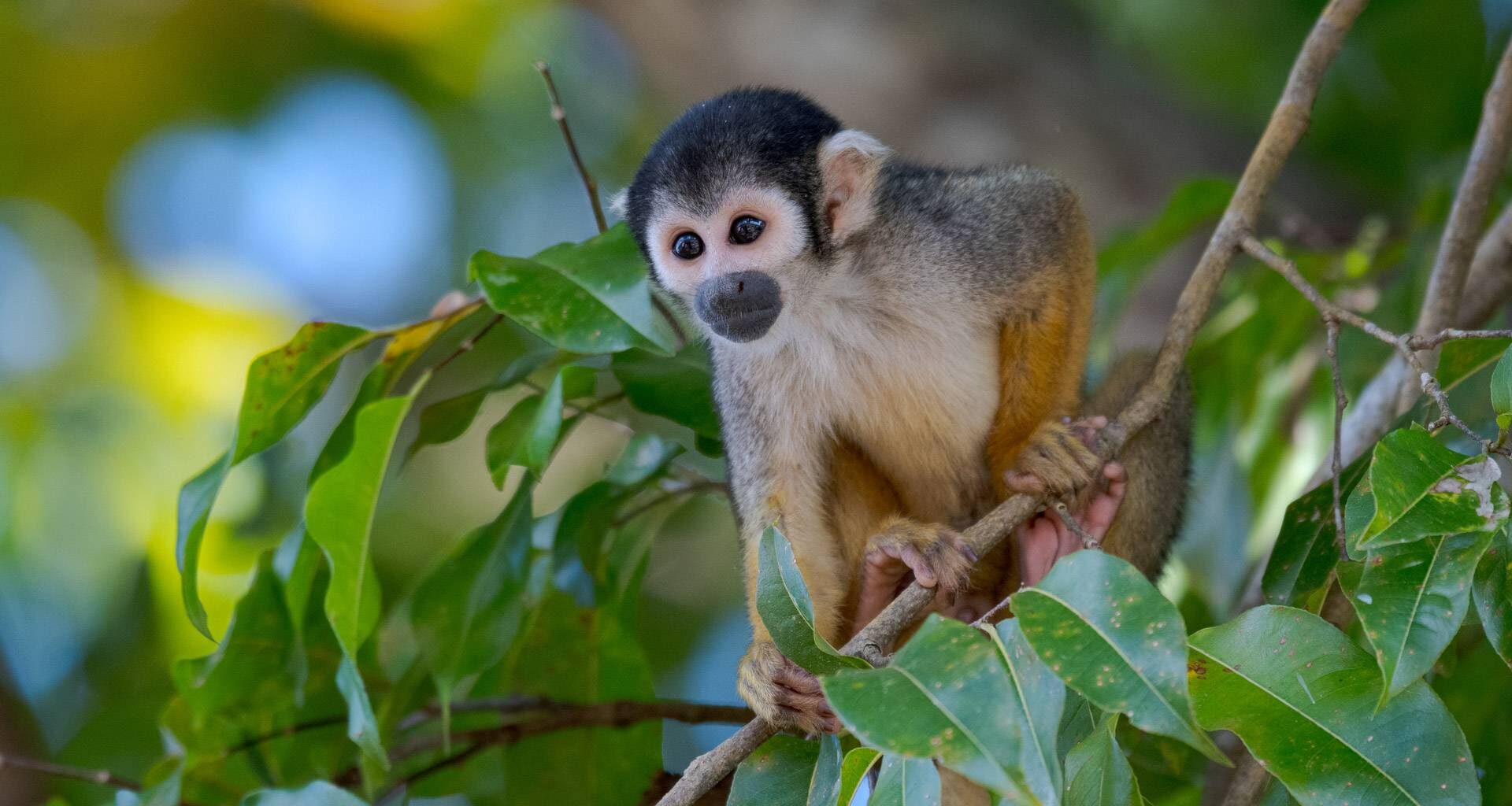 Monkey faces extinction due to climate change