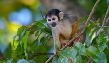 Monkey faces extinction due to climate change