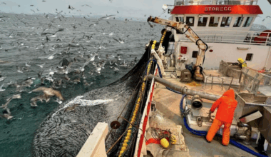 Norway mackerel export prices creep over $4/kg, herring lift