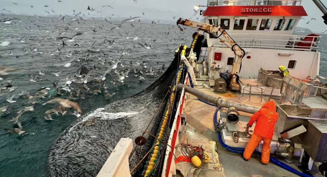 Norway mackerel export prices creep over $4/kg, herring lift