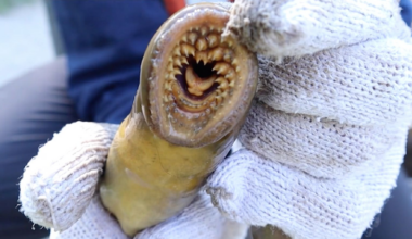 Invasive species are draining Canada’s economy; here’s what you can do to help
