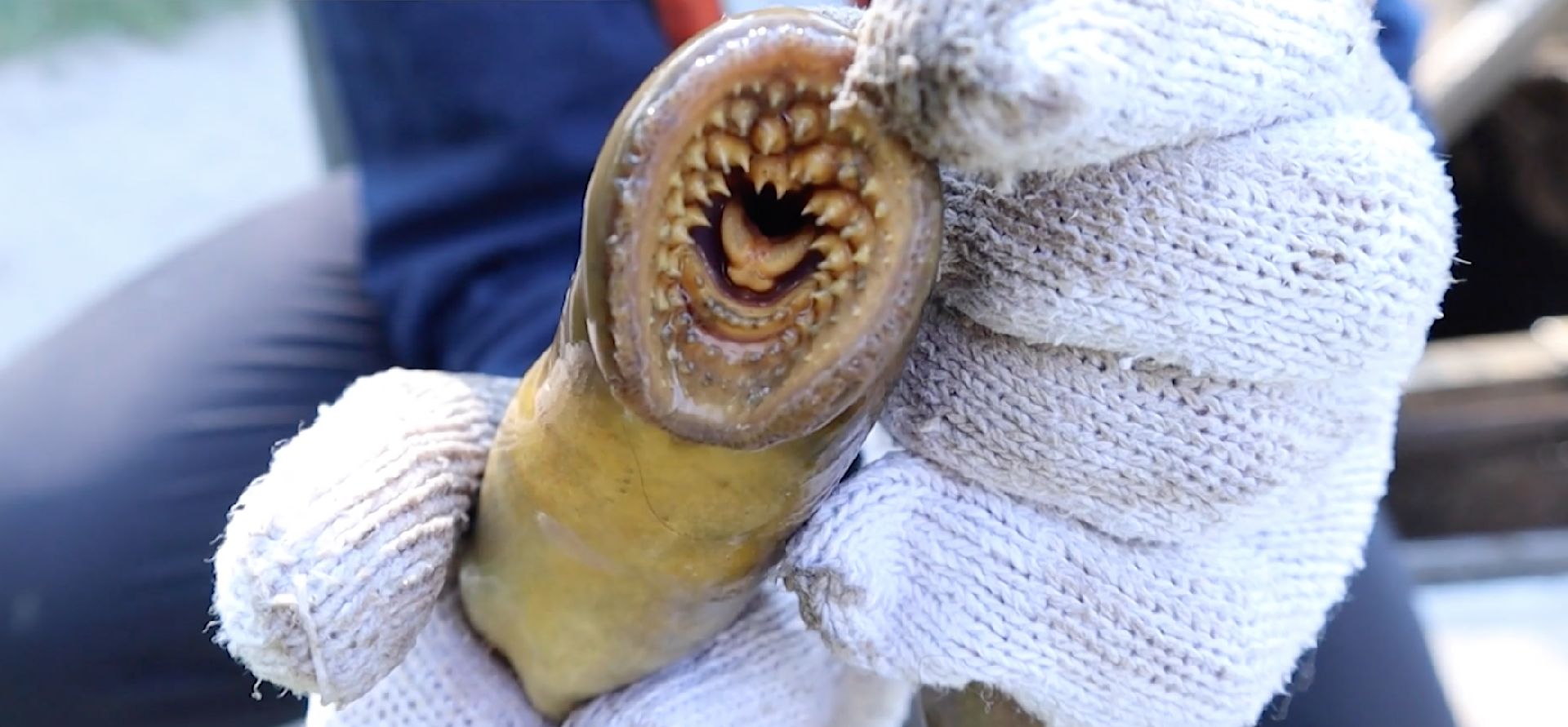 Invasive species are draining Canada’s economy; here’s what you can do to help