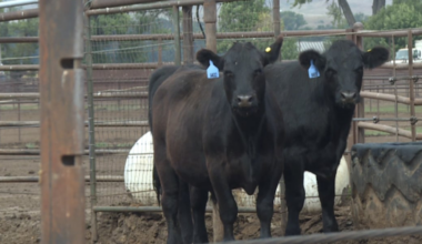 Facing labor shortages, ND farmers turn to autonomous agriculture technology