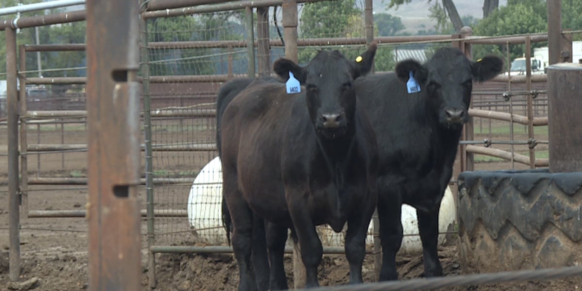 Facing labor shortages, ND farmers turn to autonomous agriculture technology