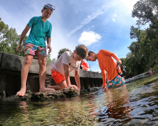 Young visitors explore Rock Springs Run at Kelly Park in Apopka, Friday, Sept. 12, 2025. Rock Springs is included in a proposed area of Central and North Florida that Florida Congressman Randy Fine wants to be studied as a future national park. In July, Fine proposed the Path to Florida Springs National Park Act. (Joe Burbank/Orlando Sentinel)