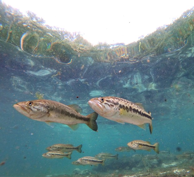 Largemouth bass school in the swimming area at Rock Springs at Kelly Park in Apopka, Friday, Sept. 12, 2025. Rock Springs is included in a proposed area of Central and North Florida that Florida Congressman Randy Fine wants to be studied as a future national park. In July, Fine proposed the Path to Florida Springs National Park Act. (Joe Burbank/Orlando Sentinel)