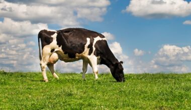 Financial hurdles to dairy's climate sustainability efforts