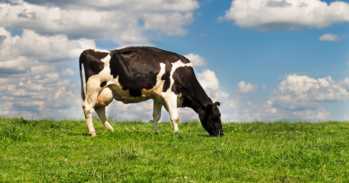 Financial hurdles to dairy's climate sustainability efforts