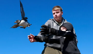 Why People in Iceland Are Tossing Baby Puffins Off Cliffs (On Purpose)