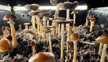 Alternativet vil tilbyde psykedeliske stoffer i psykiatrien