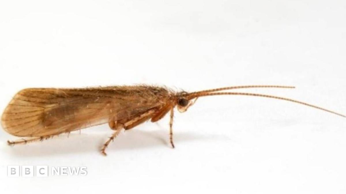 Insect 'extinct since 2016' found in Wales