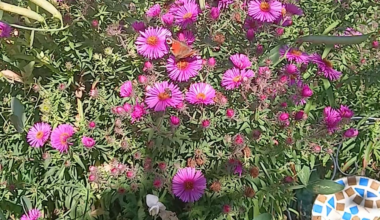 Herbstastern werden belästigt