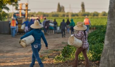 Migrant farmworkers head to pick crops on an early morning in Fresno, Calif.