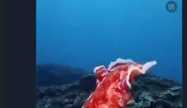 The forbidden prosciutto