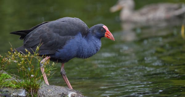 Council, police investigating park worker's alleged pūkeko attack