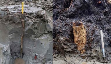 A swamp in Sweden hides a prehistoric ‘time capsule’ just discovered