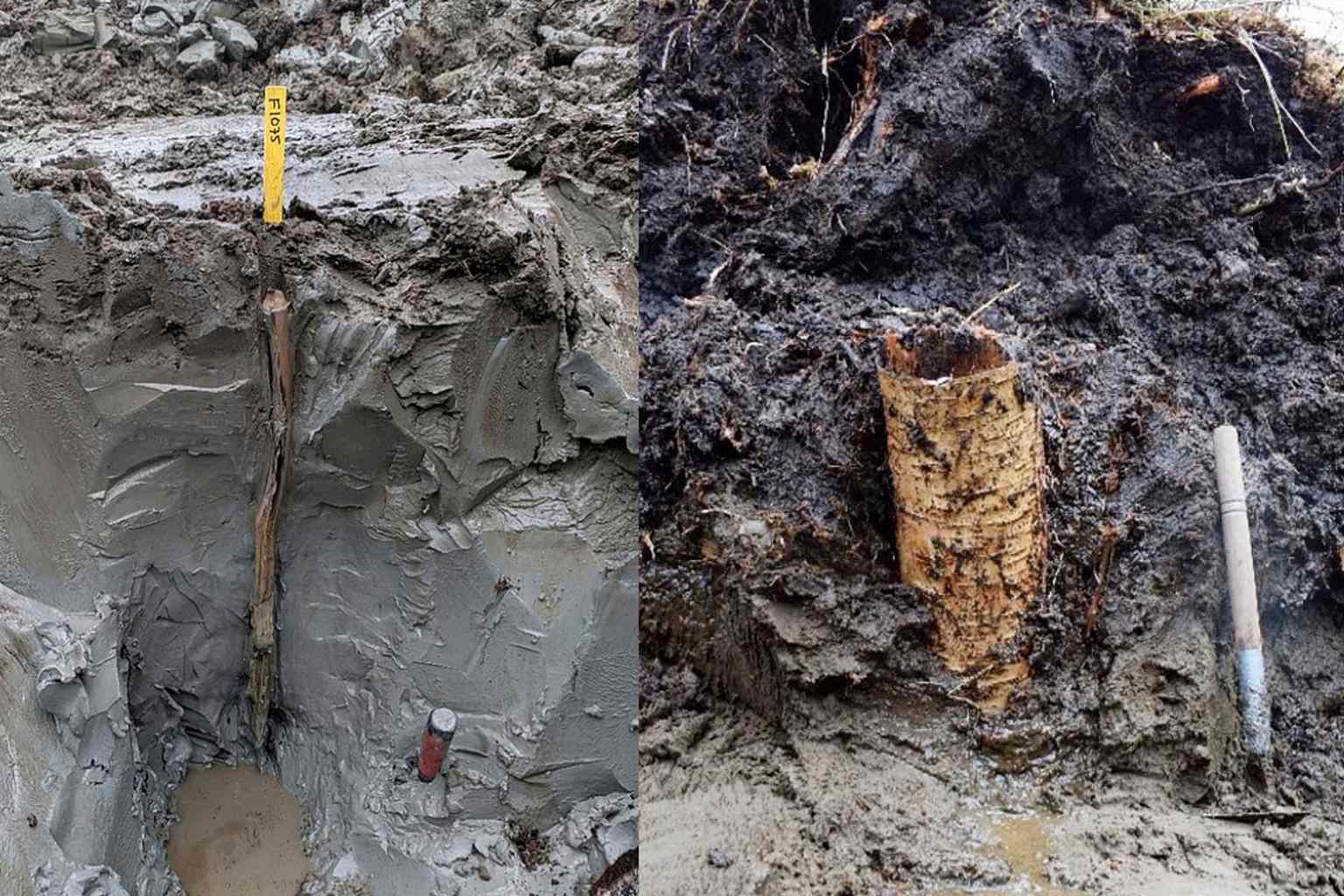A swamp in Sweden hides a prehistoric ‘time capsule’ just discovered