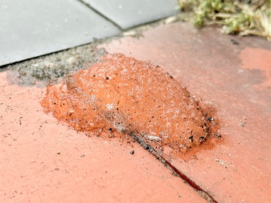 What is this mystery goop outside my house?