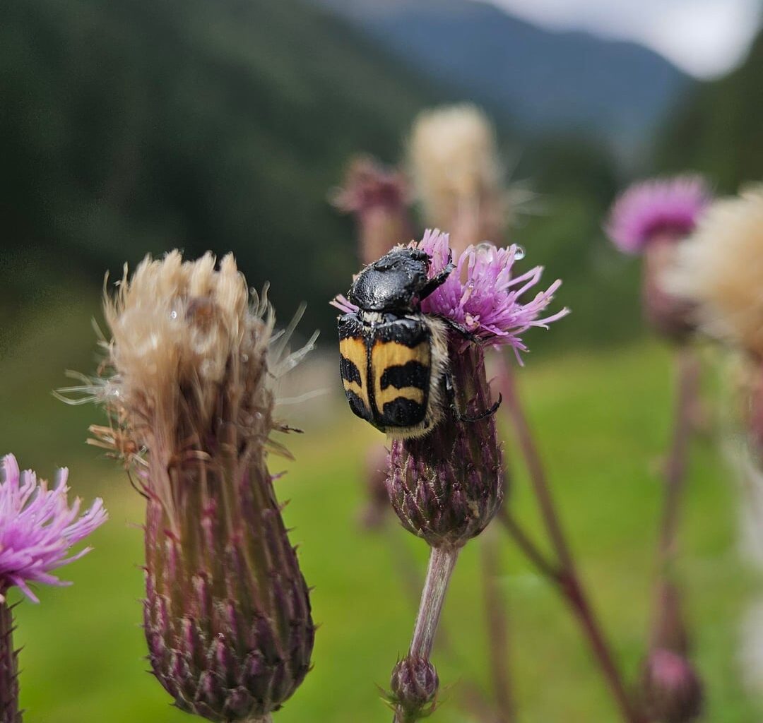 Pinselkäfer