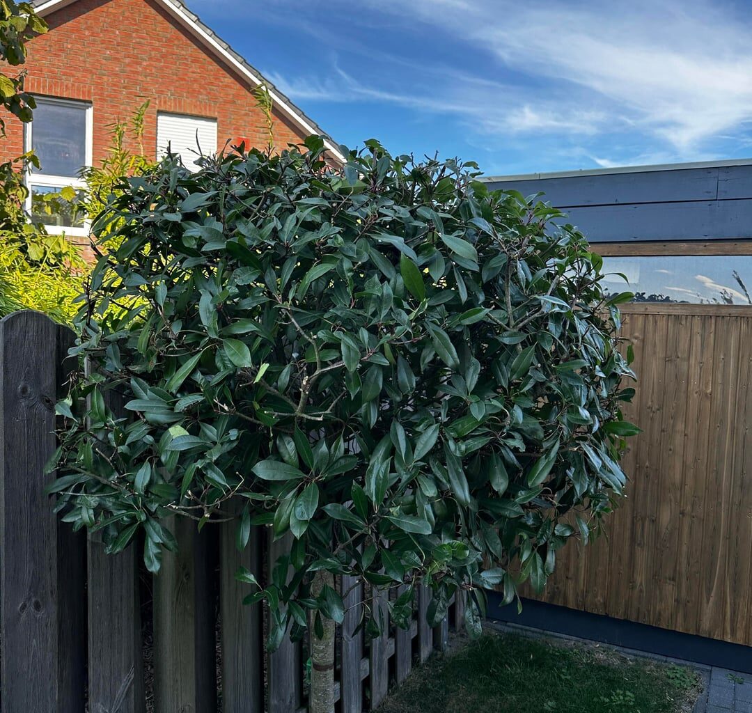 Was ist mit meinen Bäumchen los?