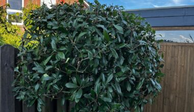 Was ist mit meinen Bäumchen los?