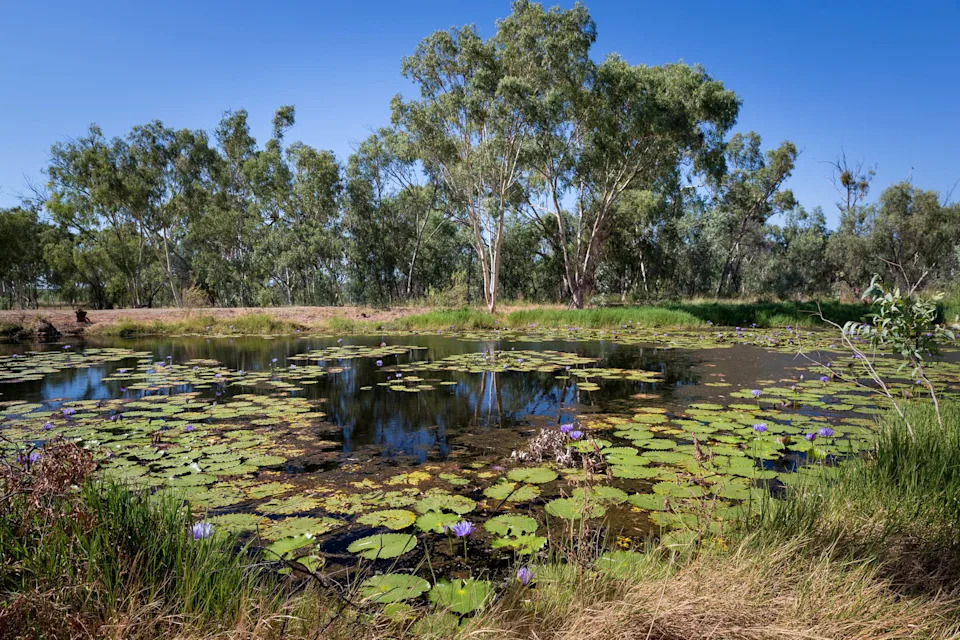 The Doongmabulla Springs with lilies floating on top.