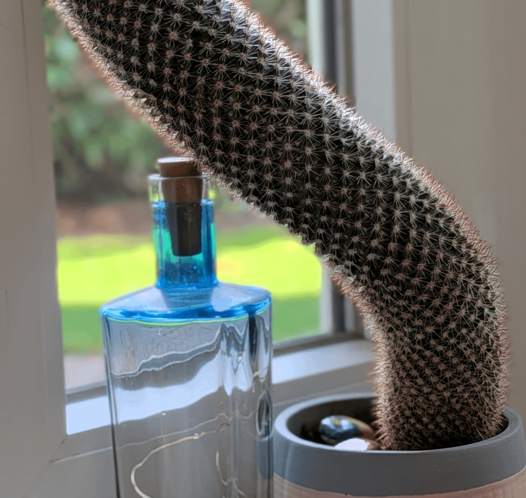 Was mache ich mit diesem Kaktus?