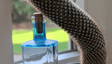 Was mache ich mit diesem Kaktus?