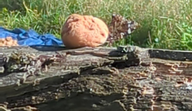 Nur ein fauler Pfirsich oder warum Fallobst wertvoll ist.