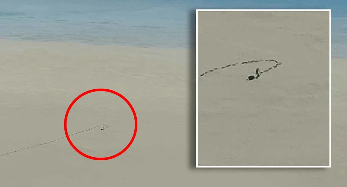 Pilot captures animal's huge mistake in Aussie outback during tourist flight: 'A rare one'