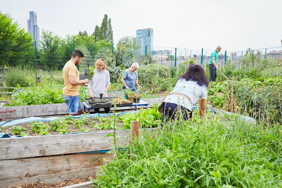 Gardening can relax the mind and put you in touch with nature. If you don’t have a yard, find a community garden. <a href="https://www.gettyimages.com/detail/photo/group-of-volunteers-working-in-community-garden-royalty-free-image/1202939486" rel="nofollow noopener" target="_blank" data-ylk="slk:Compassionate Eye Foundation/Natasha Alipour Faridani via Getty Images;elm:context_link;itc:0;sec:content-canvas" class="link ">Compassionate Eye Foundation/Natasha Alipour Faridani via Getty Images</a>