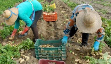 Labor market opens up to refugees