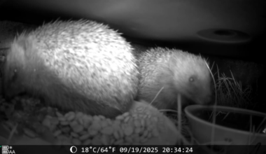 100% recommend a feeding station and camera!