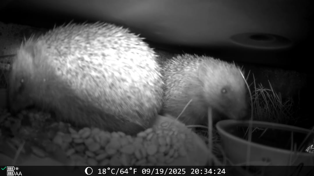 100% recommend a feeding station and camera!