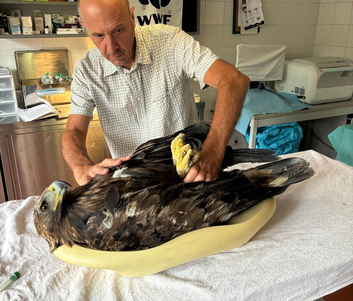 Rapaci e piombo, ancora un'aquila reale intossicata