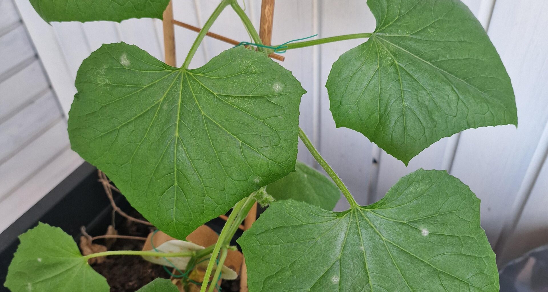 Neue Flecken auf den Gurken