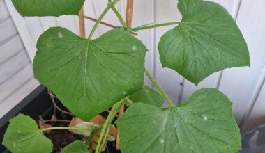 Neue Flecken auf den Gurken