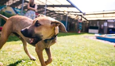 Dog attacks on Auckland children happening almost every day