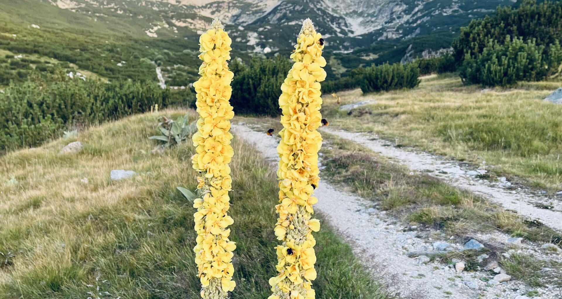 Was sind das für gelbe Pflanzen, die hier überall am Wegesrand stehen?
